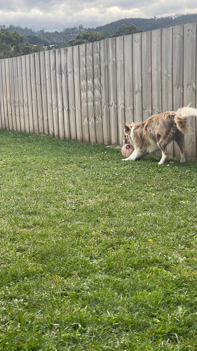 cyberoo's tweet photo. @PhilSledge Kip herding his 2kg gym ball #Bordercollie https://t.co/F439Tp8RTc