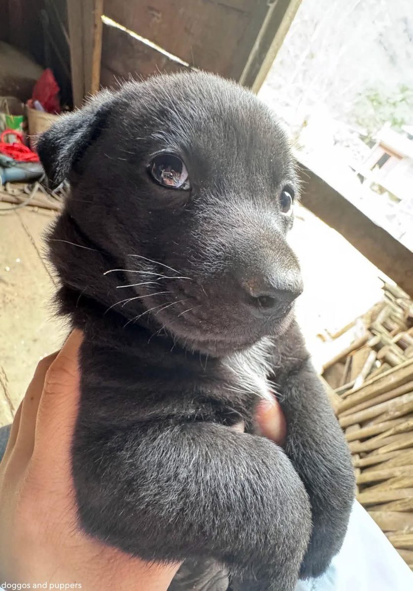 Puppies 🐶 tweet media