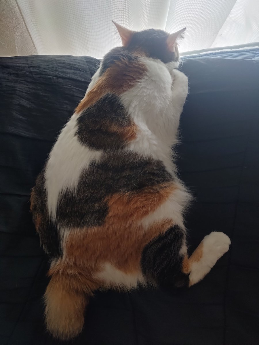 三毛猫様♡ありがとうございます♡ 三毛猫三姉妹のお昼寝♡ 癒されすぎる3ショット🩷って思ったら ごま