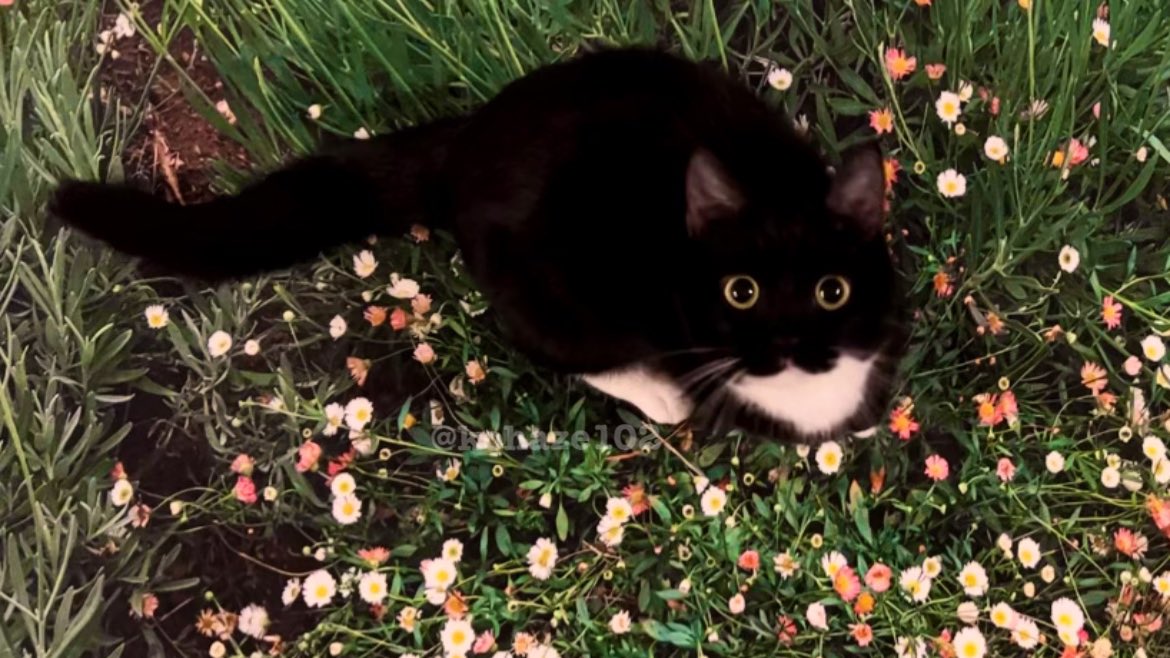 こはぜ tweet media