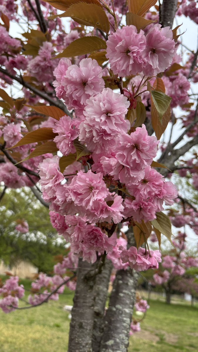 和_猪苗代 tweet media