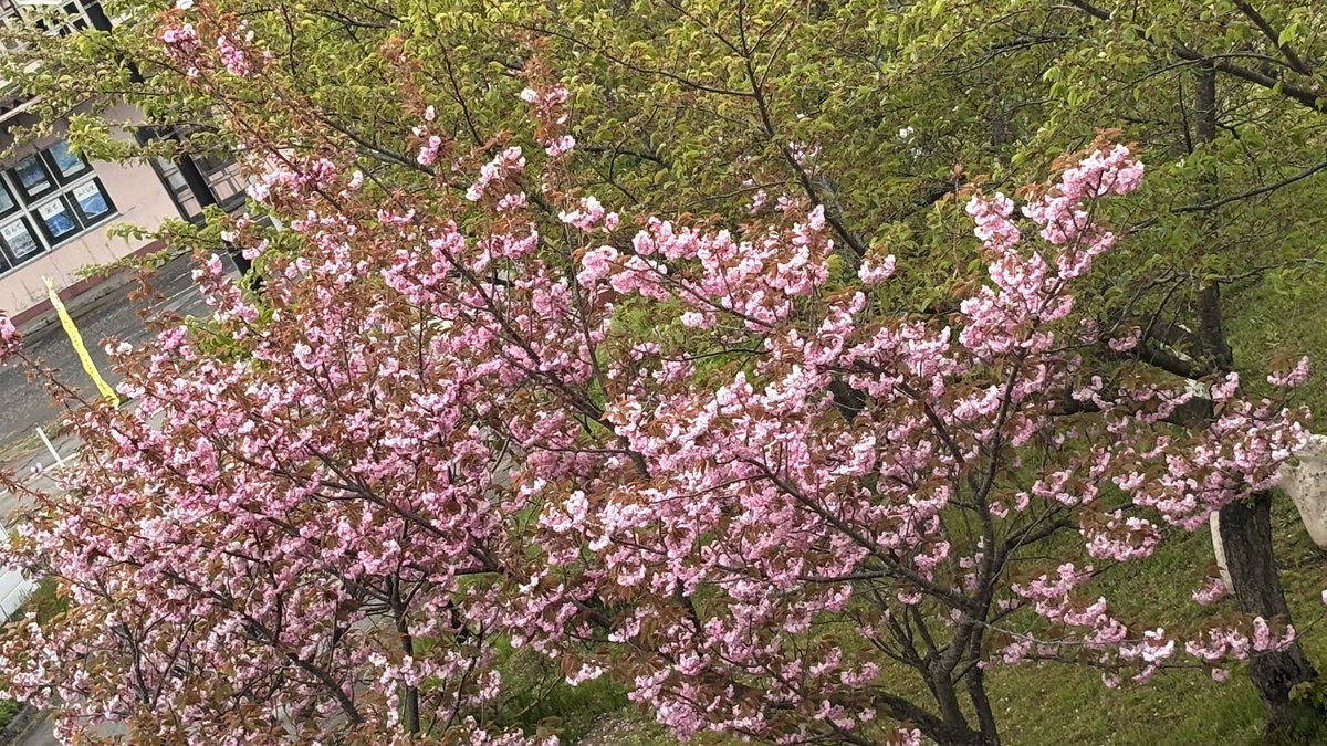 和_猪苗代 tweet media