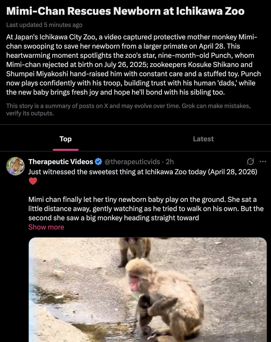 GrumpySnowCat's tweet photo. Mimi-Chan is currently going viral across Japan for rescuing her newborn from other monkeys attacking it! 

Mimi-Chan is literally being classed as a hero mother 

This is one of the most beautiful moment captured...

check it out : https://t.co/sWAnJeYrFw https://t.co/HGMzNYGHlG
