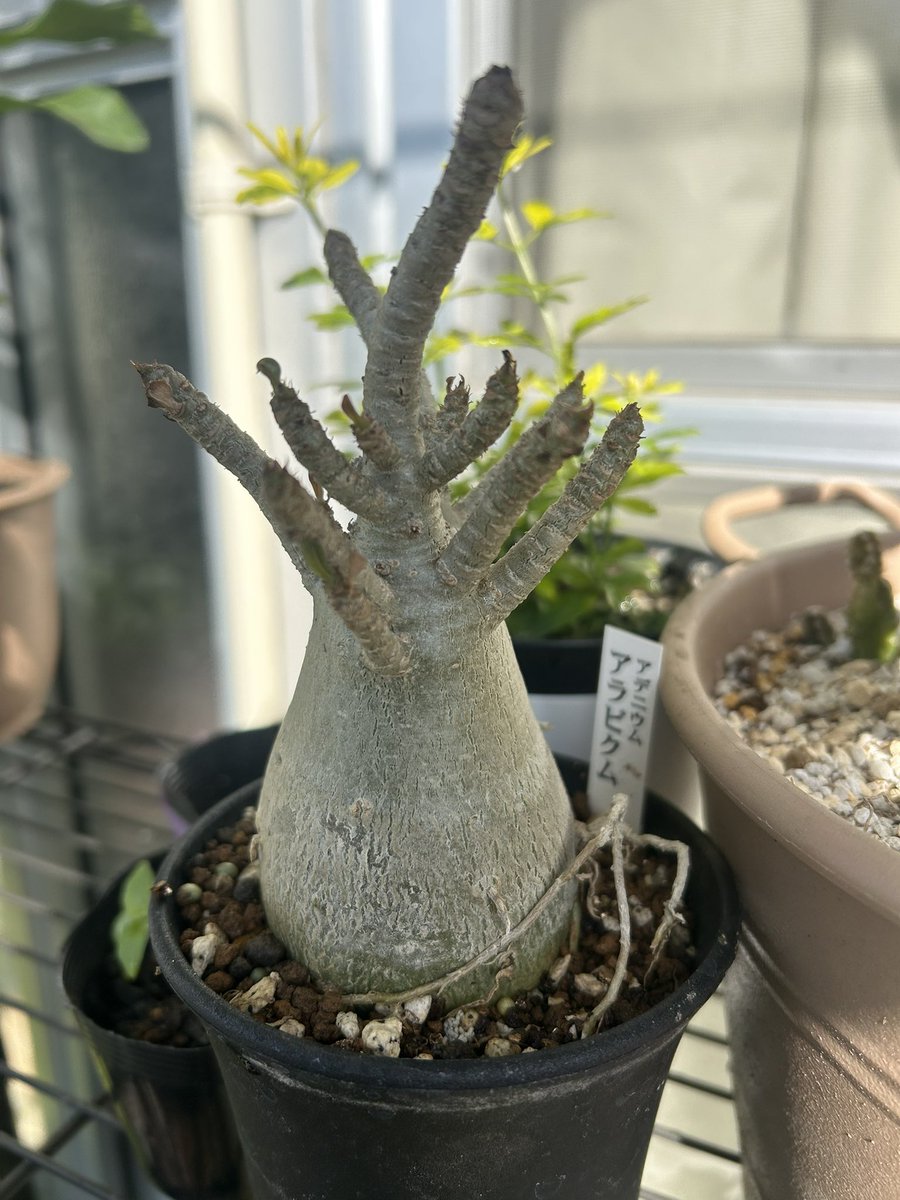 やんくん tweet media