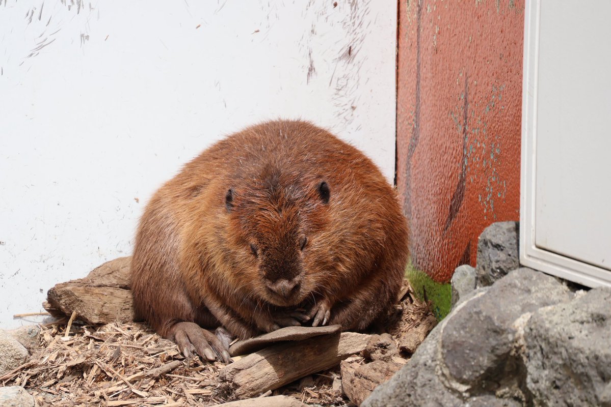 ムムは、まだ起きませんから。

#アメリカビーバー
#beaver 
#阿蘇ファームランド
#ムム