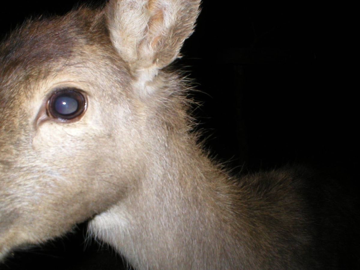 REVOLUTION Missouri tweet media