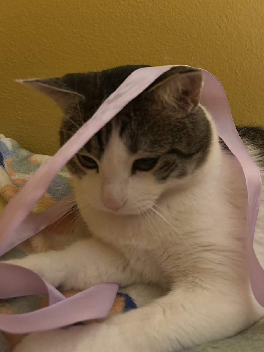 goose🪿 tweet media