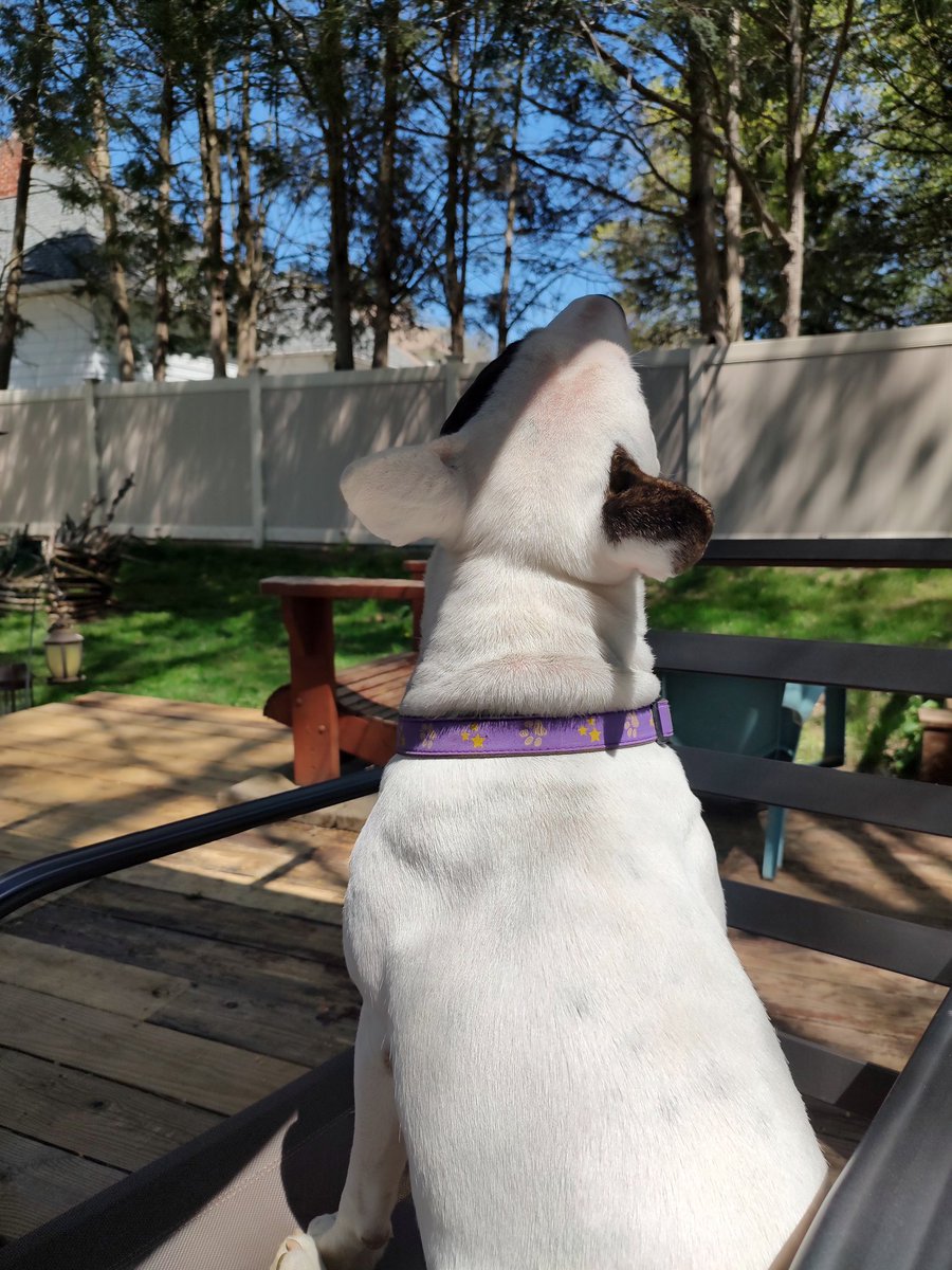 rexthetvterrier's tweet image. I had a nice long walk this morning, met up with some of my people friends and checked out the happenings around town.  When my job as Mayor was done for the day, I enjoyed the sunshine in the yard and kept the squirrels in line 
#Spike #Tuesday #Dogs
