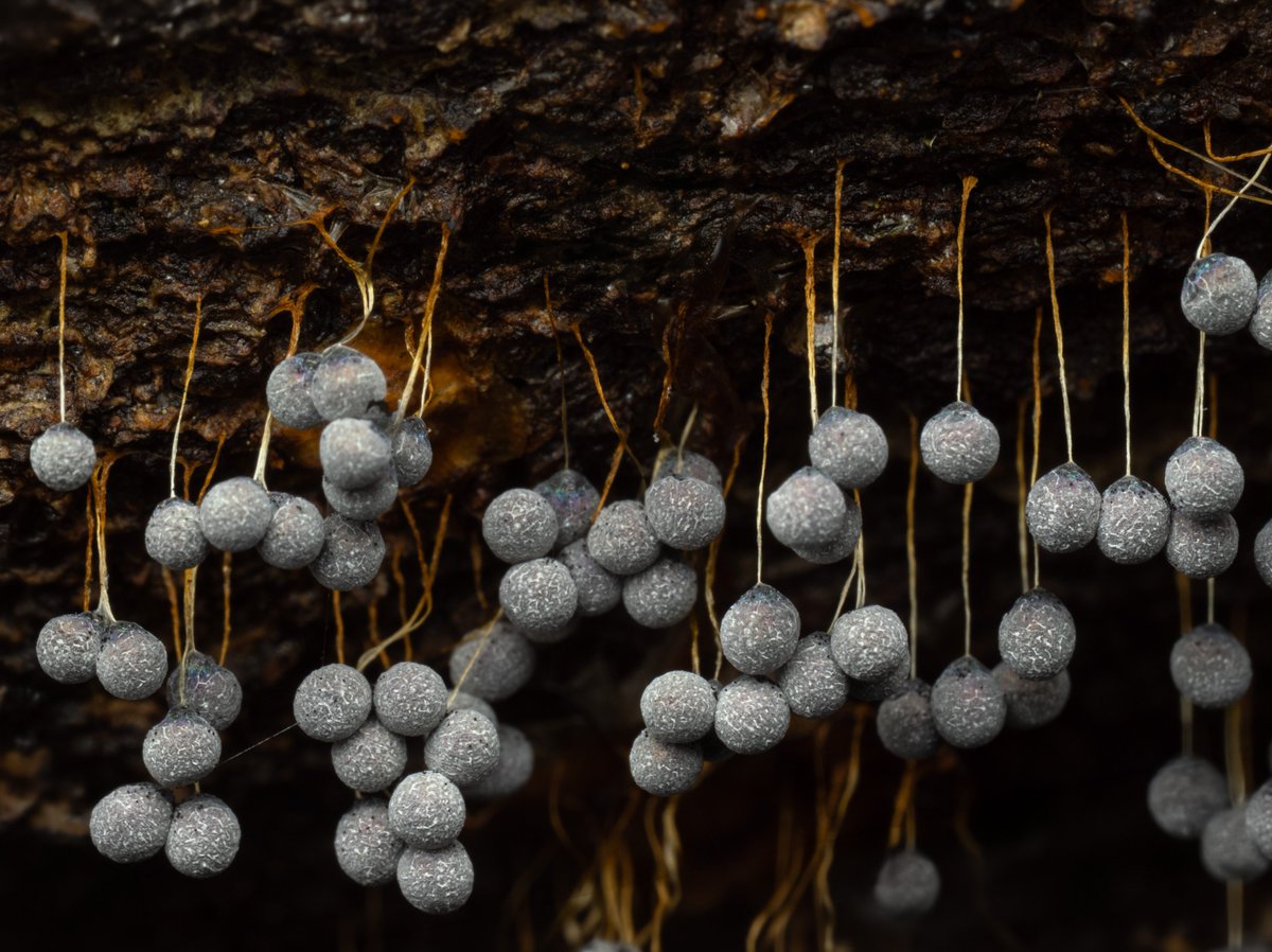 AlanRockefeller's tweet photo. Badhamia utricularis found hanging from the underside of a California bay tree. https://t.co/hxSx8hPvLH