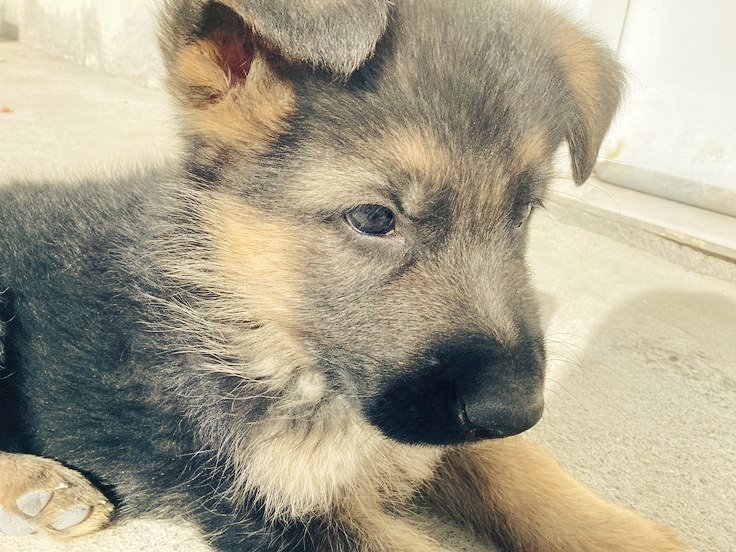 thé𑄝 ! ( 🪖 ) tweet media