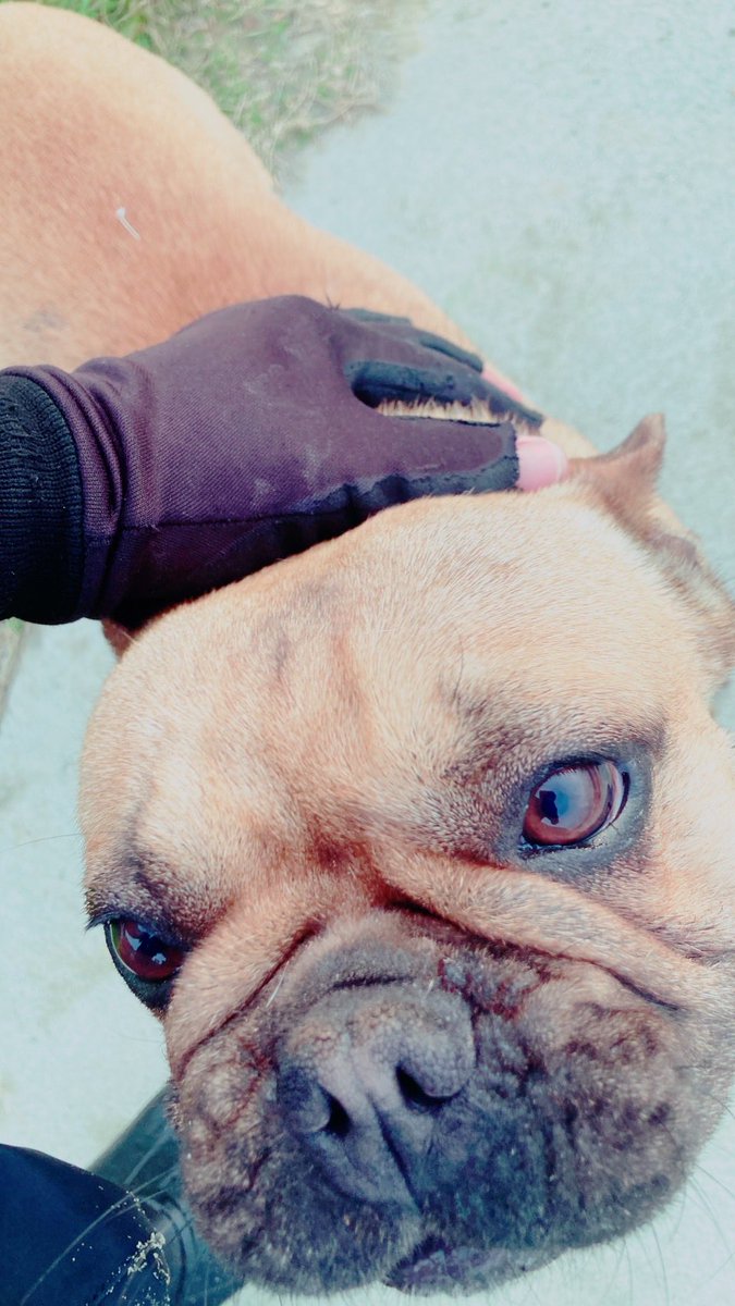 ひげとし tweet media