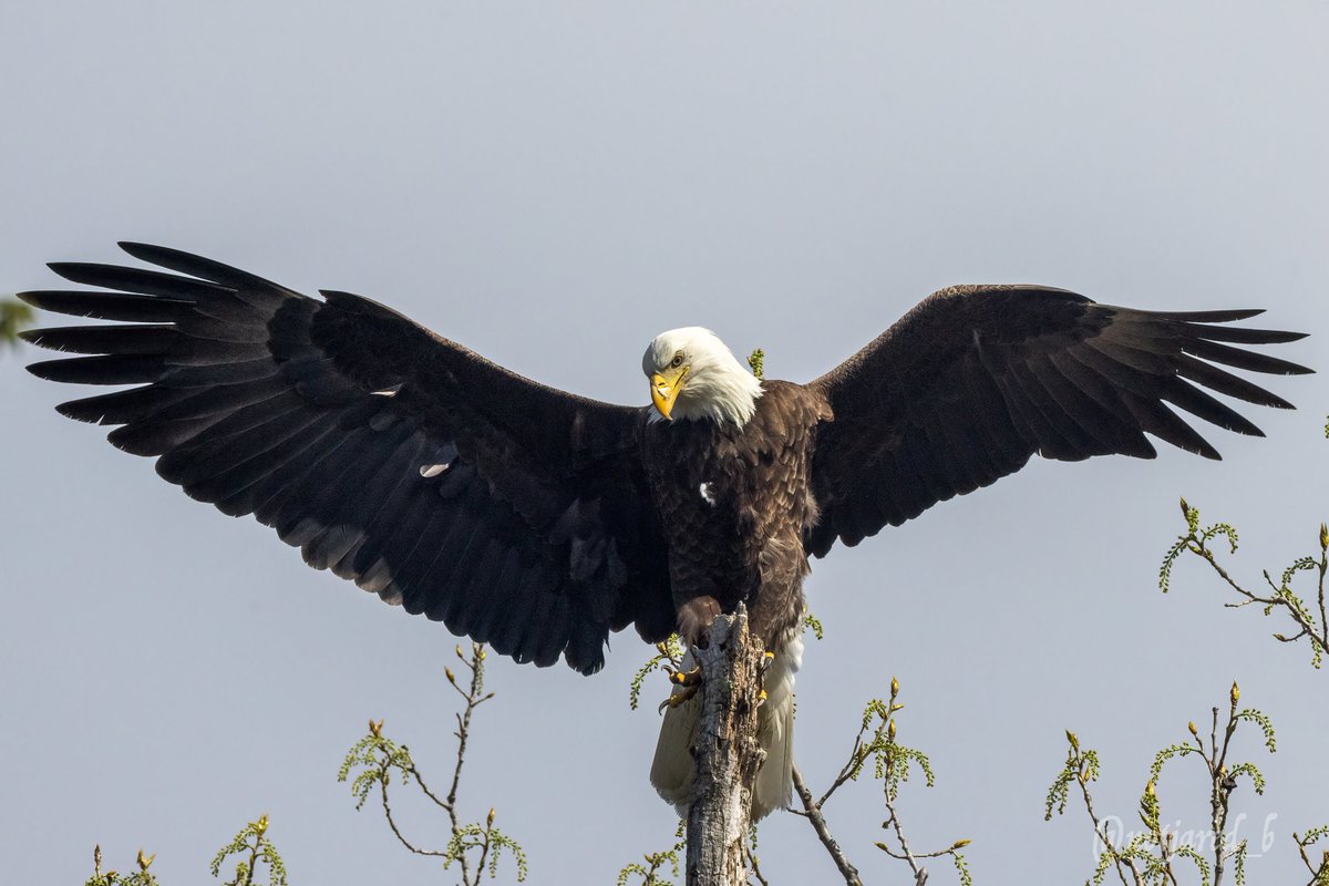 notjared_b's tweet image. Evening Eagle.  Balancing act. #ctnaturefans #twitternaturecommunity