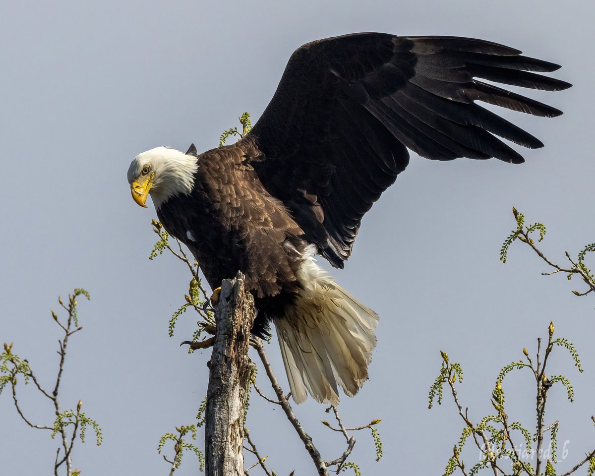 notjared_b's tweet image. Evening Eagle.  Balancing act. #ctnaturefans #twitternaturecommunity