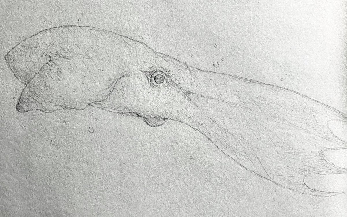 quackingbeast33's tweet image. Nanaimoteuthis sketch.

#art #octopus #artwork #sciart #sketch #paleoart #nanaimoteuthis #cretaceous