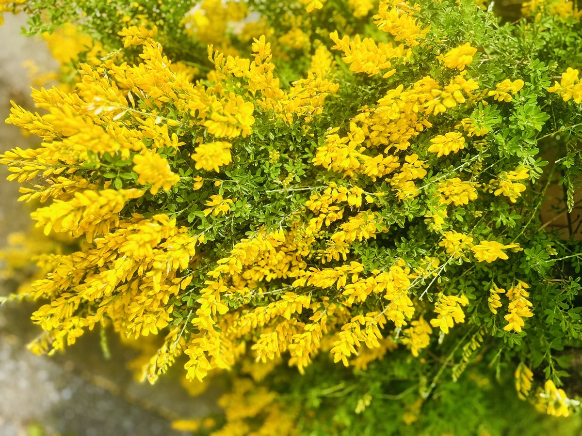 セナ (@senawin) on Twitter photo 