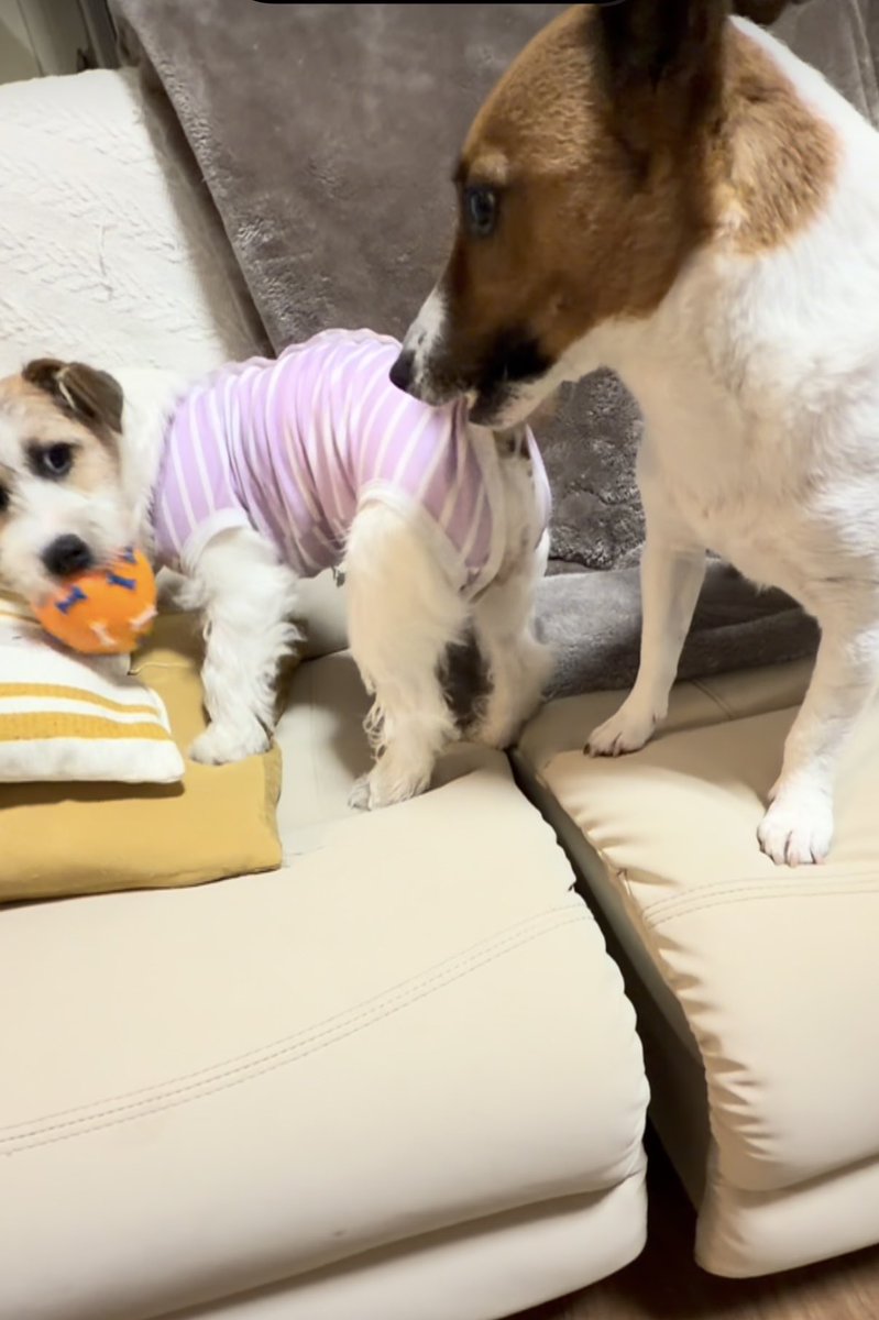 yaaata0517's tweet image. 朝さんぽ☁️🐶🐾🐶🌟
終わって、戦いが始まった😆🎶
#jackrussell #ジャックラッセルテリア
#puppy