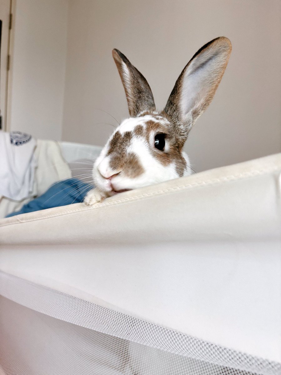 요즘 아침에 맨날 침대에서 뛰어 노는 중