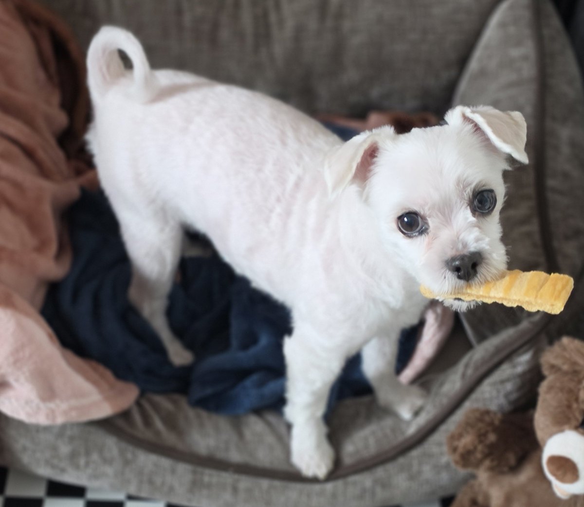 우리 가나지 벌써 12살이 넘었어 어제도 이가 하나 빠졌음 눈물이 난다... 오래오래 건강하면 좋겠어