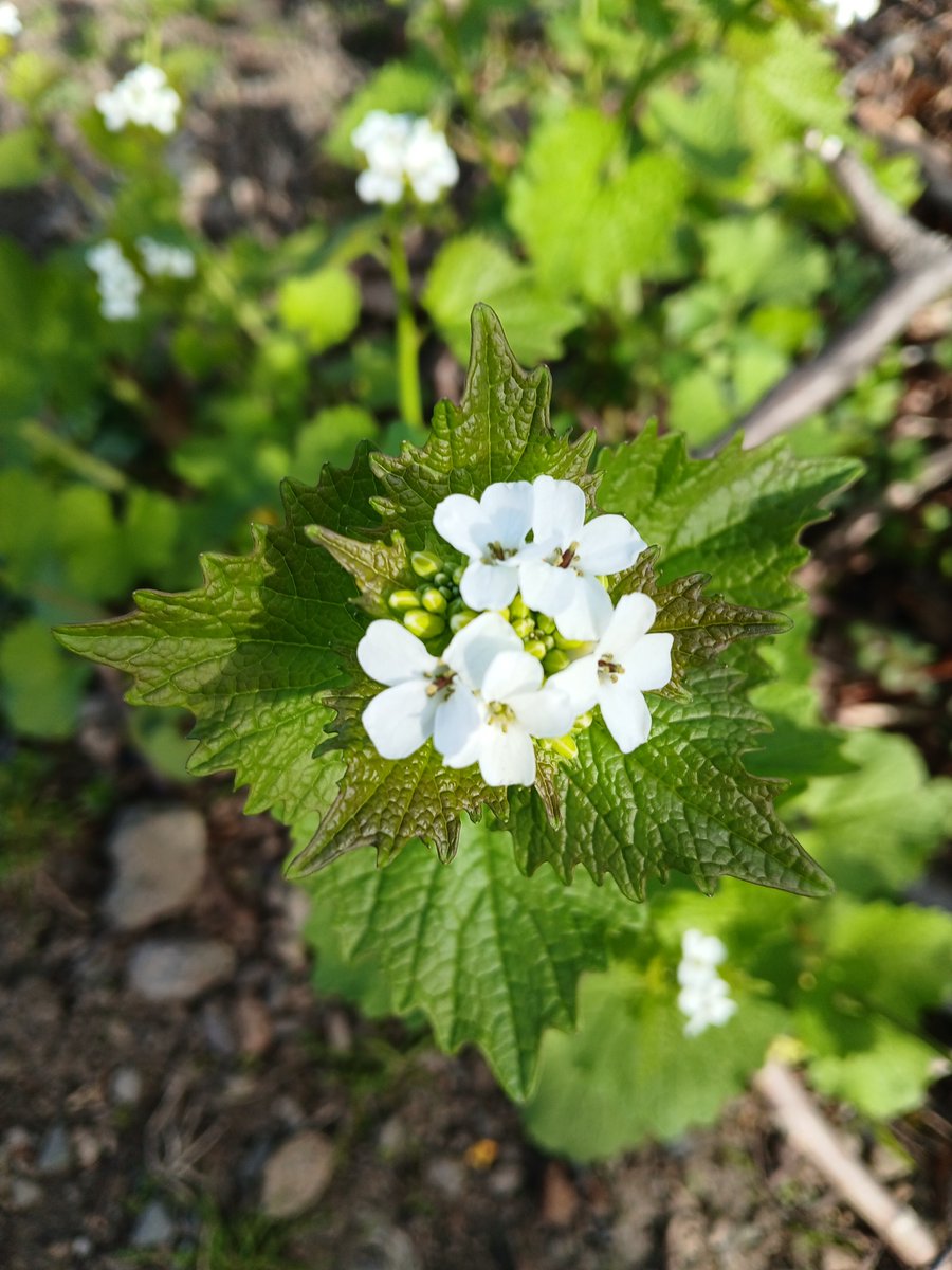 kanchana1411's tweet image. During my walk I saw,
garlic mustard flowers (L) and 
dog vomit slime mold (R) 
#photooftheday #photo #photographer #photography #FlowersOfX #flowers #flowerphotography #garlicmustard #nature #naturephotography #naturelover #spring #outdoors