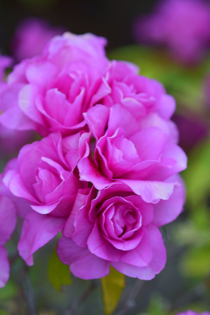 r9iBwUVjFb89227's tweet image. 平戸躑躅  八重咲
〜花言葉は慎み

ヒラドツツジは
ツツジ科の半常緑樹の一種

長崎県平戸市を中心に
ケラマツツジやモチツツジなどが自然交配して生まれた大型の園芸品種群の総称

#Nikon
#photo