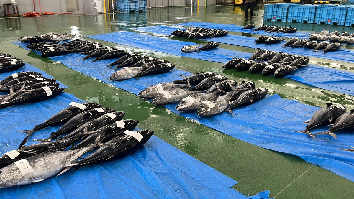 石川県のお魚 tweet media