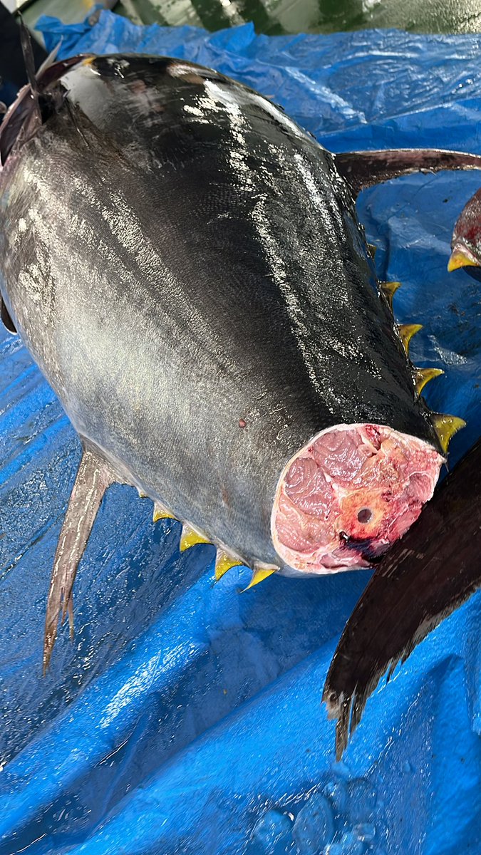 石川県のお魚 tweet media