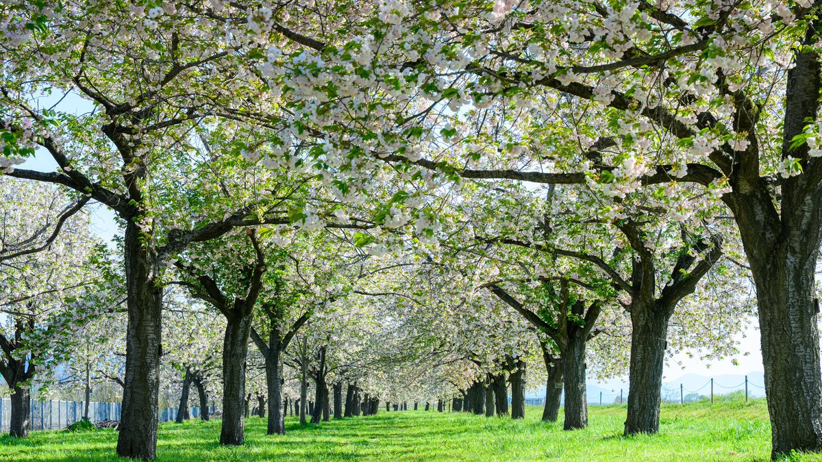 shinshushashin1's tweet image. 長野県の桜

葉桜が美しい

#長野県 #桜 #葉桜 #新緑