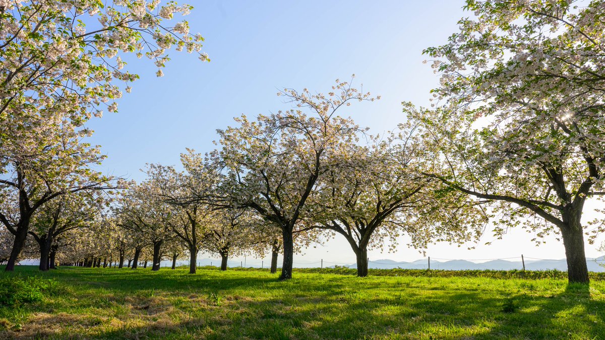 shinshushashin1's tweet image. 長野県の桜

葉桜が美しい

#長野県 #桜 #葉桜 #新緑