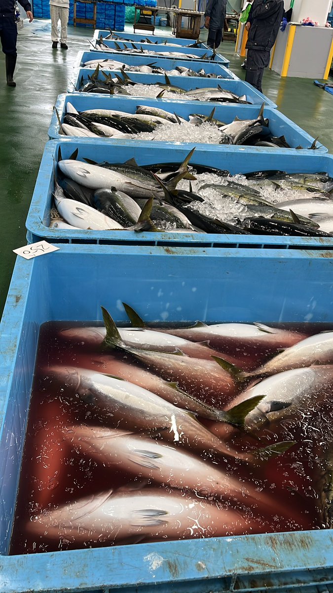 石川県のお魚 tweet media