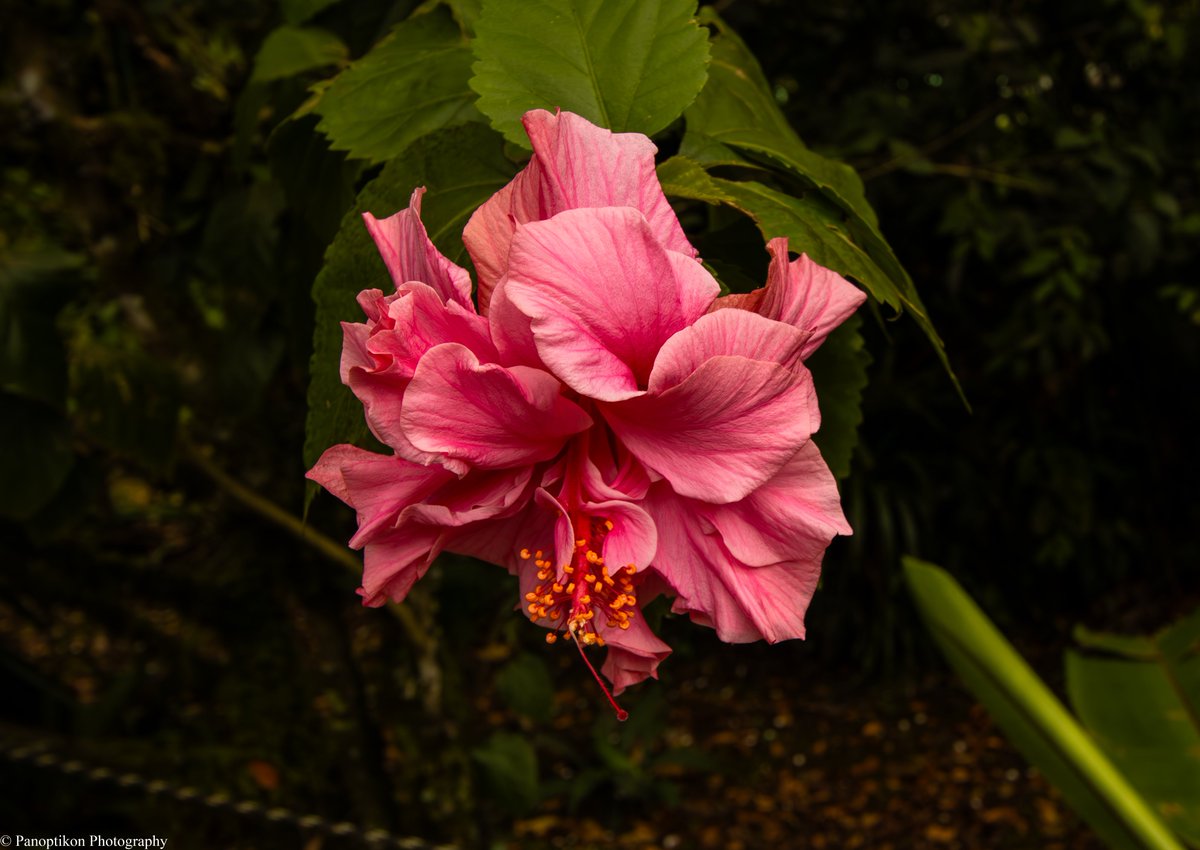 PhotoPanoptikon's tweet image. A blossom in the Ecuadorian Amazon...

@PhotoPanoptikon 

#pink #flowerphotography #blossom #NaturePhotography #travelphotography
