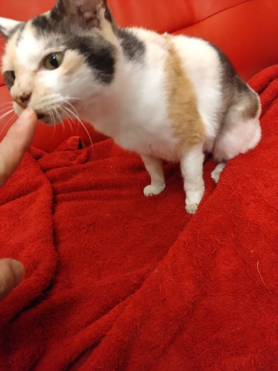 やすらぎ治療室 tweet media