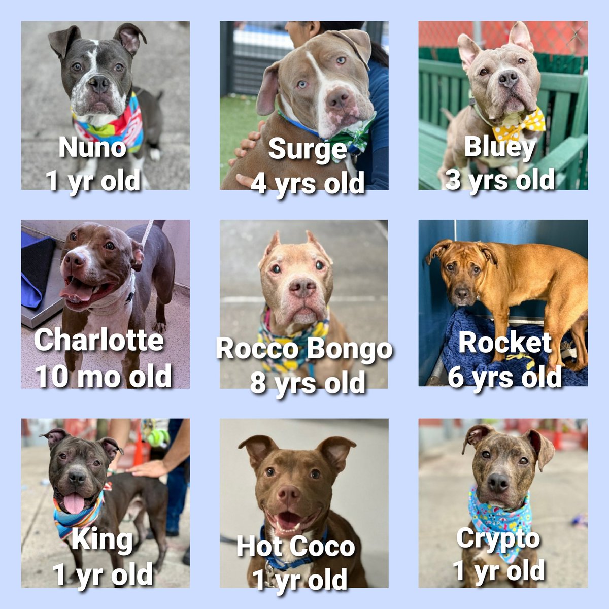 Morgan Fairchild's Dogs tweet media