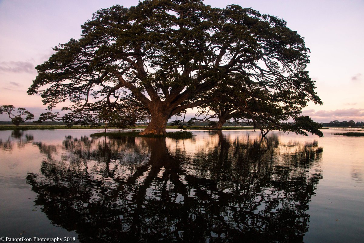 PhotoPanoptikon's tweet image. A huge tree at #sunset in Lake Tissamaharama in southern Sri Lanka...

@PhotoPanoptikon 

#sunsetlovers #treepeople #treephotography #NaturePhotography #travelphotography
