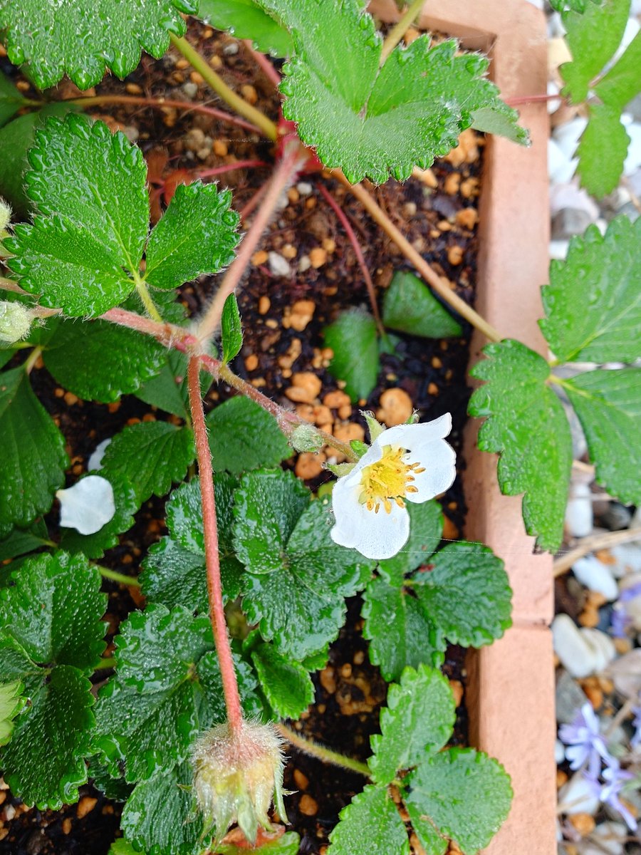 Tawashi_Nissan's tweet image. おはようございますm(_ _)m
どんより空ですが真っ黒です✨
今日はお休みなので朝から車を洗ってお出かけ予定です🚙
祝日は車や人が多くなるのでより一層注意して運転を…ご安全に！
#ノート #NISMO #猫のいる暮らし