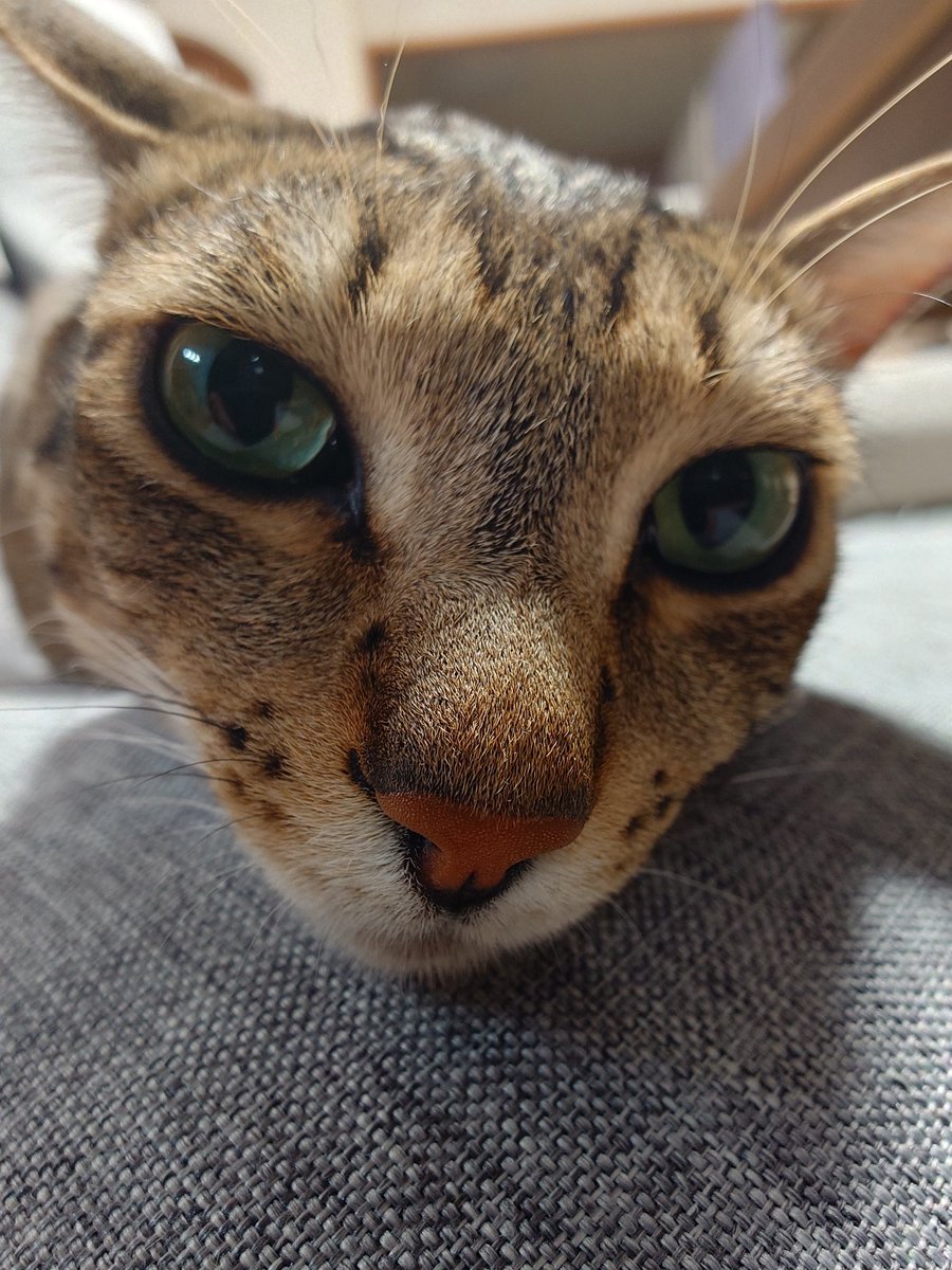 Tawashi_Nissan's tweet image. おはようございますm(_ _)m
どんより空ですが真っ黒です✨
今日はお休みなので朝から車を洗ってお出かけ予定です🚙
祝日は車や人が多くなるのでより一層注意して運転を…ご安全に！
#ノート #NISMO #猫のいる暮らし