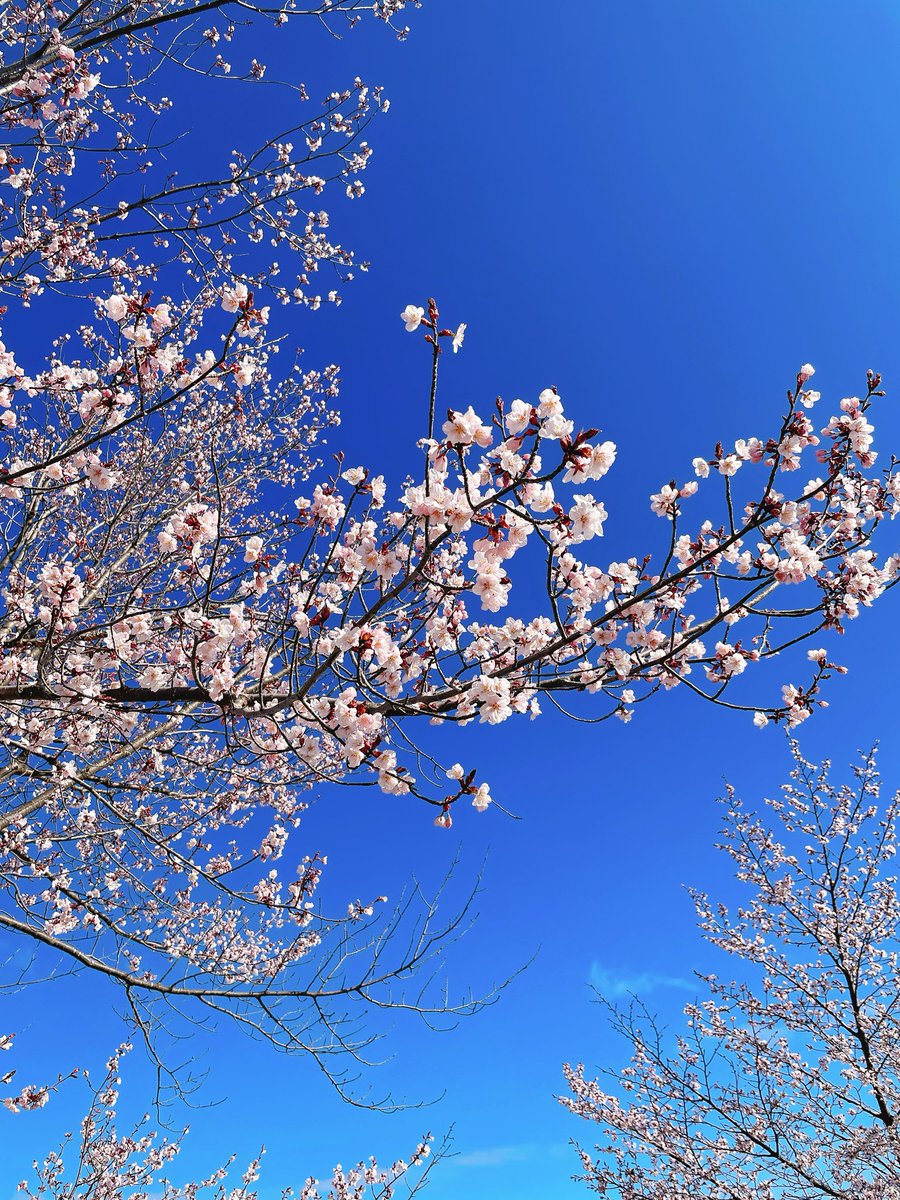 chantamagoyaki's tweet image. やっと咲きましたよ🌸
#桜