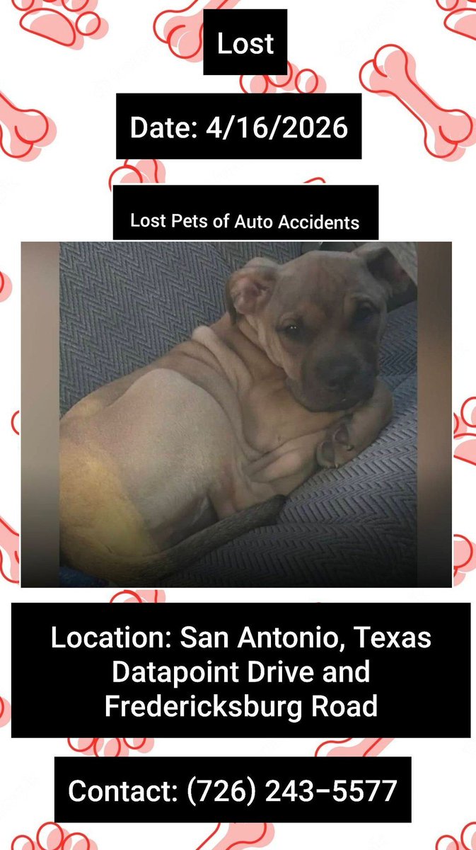 SistersInBiz's tweet image. Honey went through the windshield during a head on car collision
4/16/26
#SanAntonio #Texas 
Datapoint Dr &amp;amp; Fredericksburg Rd
Female
Mix
Blonde
Last seen whimpering &amp;amp; crying leaving the scene of the accident
Please contact (726) 243-5577 w  any sightings #TX #BexarCounty #Lostdog