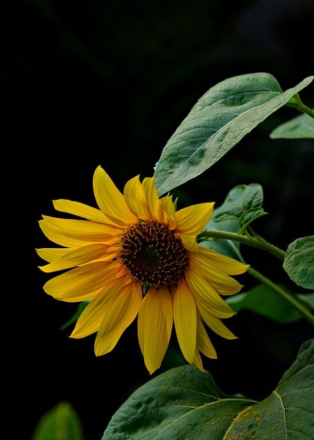 JiosMancy's tweet image. A person's true character is revealed in their actions, not just their words. Look at their choices, their deeds, and the people they surround themselves with to understand who they truly are.  #wisdom #character #lifequotes