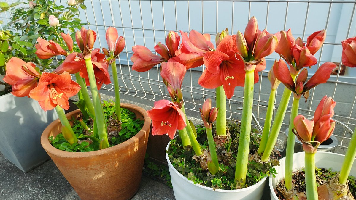 yoshiproject tweet media