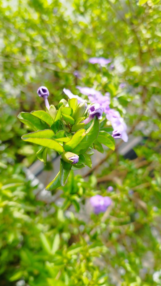 yoshiproject tweet media