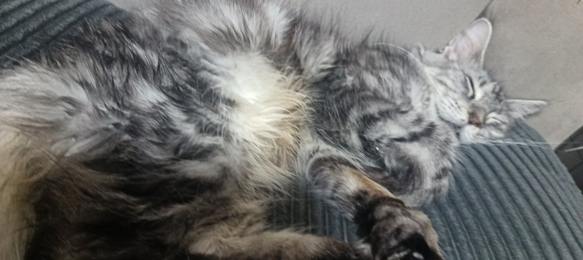hanguale's tweet photo. 被熟睡的猫咪霸占枕头怎么办 https://t.co/mXGJQ2m2m1