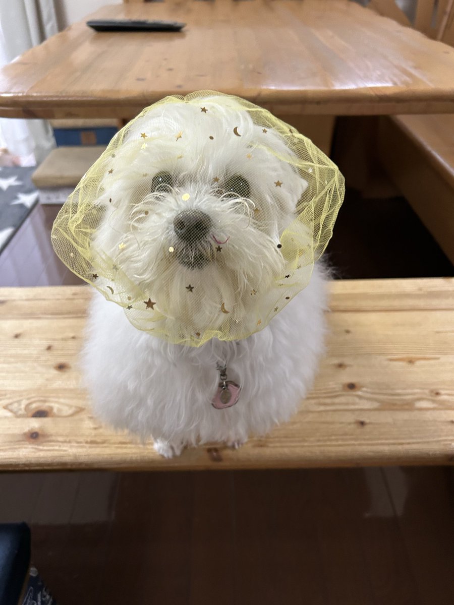 ハルくん tweet media