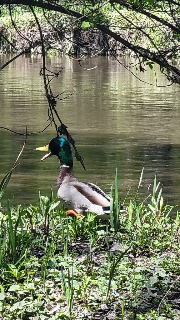 DivergentDahlia's tweet image. Find your inner quack, hold the courage to be loud.

Create your own strut, move apart from the crowd.

..Like this mallard.

#duck #quack 🦆