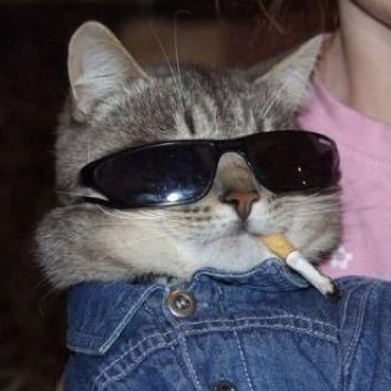 Empereur Incognito tweet media
