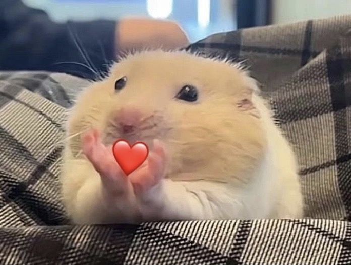 Lumi ☾ ||🐦‍⬛ tweet media