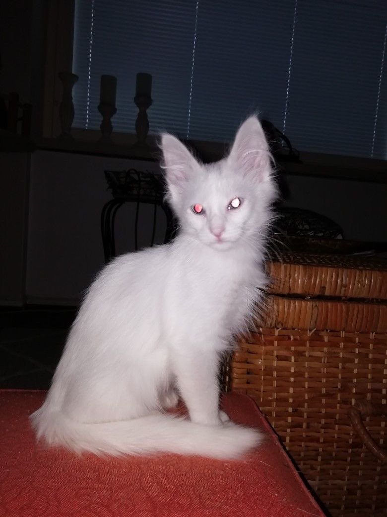 REVOLUTION Missouri tweet media