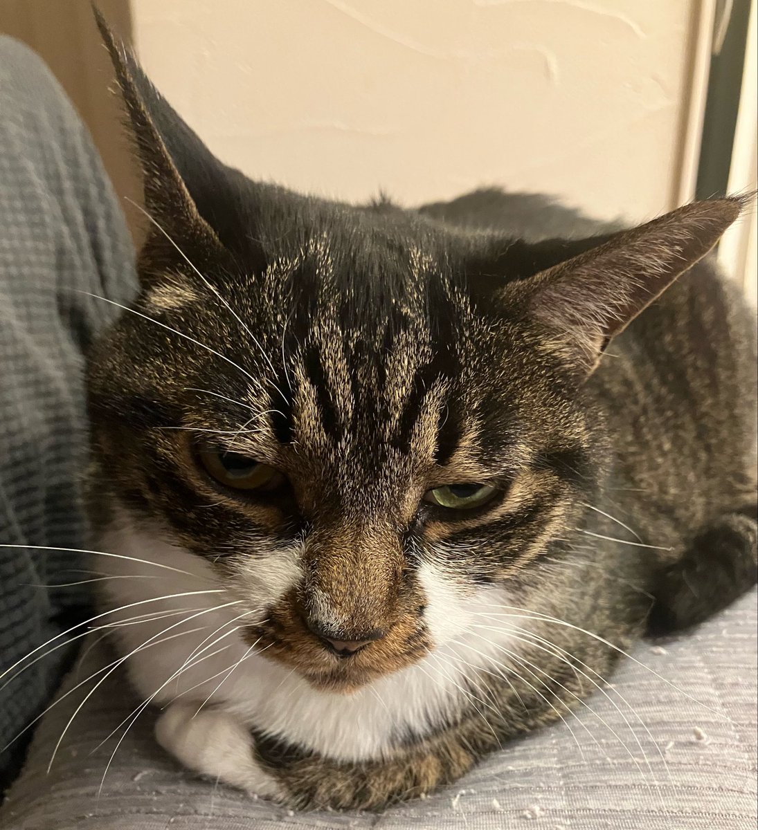 とろみ tweet media