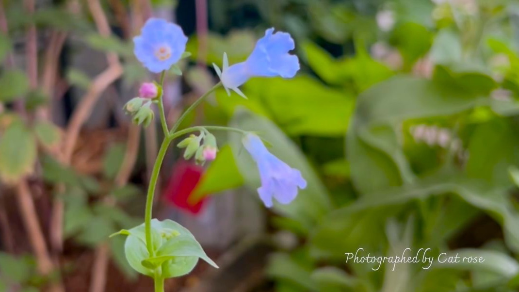 #エゾルリソウ
可憐な姿の山野草です。
高山植物なので暑さ、蒸れには弱く
夏の管理ができれば毎年咲いてくれます。
近年は個体数が少なくなり
絶滅危惧IA類に指定されているそうです。
今年も咲いてくれてホッとしました。