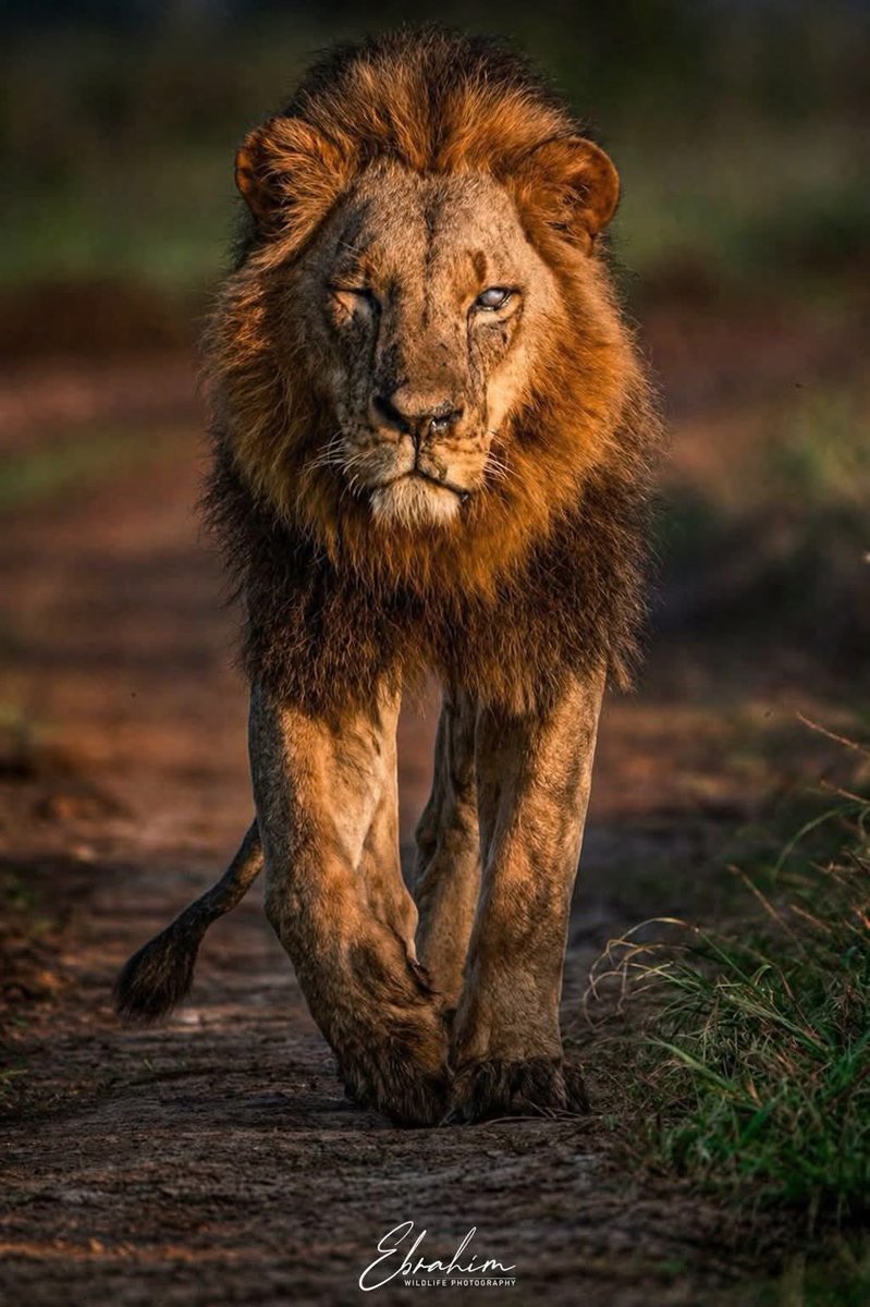 SMNK1972's tweet image. A king on the move in Kenya. ID not provided. Credit to Ebrahim Wildlife Photography. Looks like he is blind in one eye.