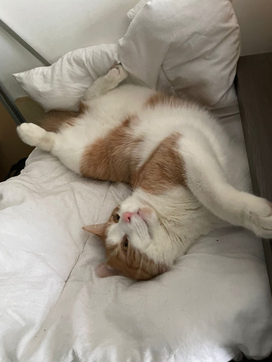 Matycam4's tweet photo. cat vs on repeat !!

(i’m too lazy to find my icon again sorry) https://t.co/QK6DvU2aIu